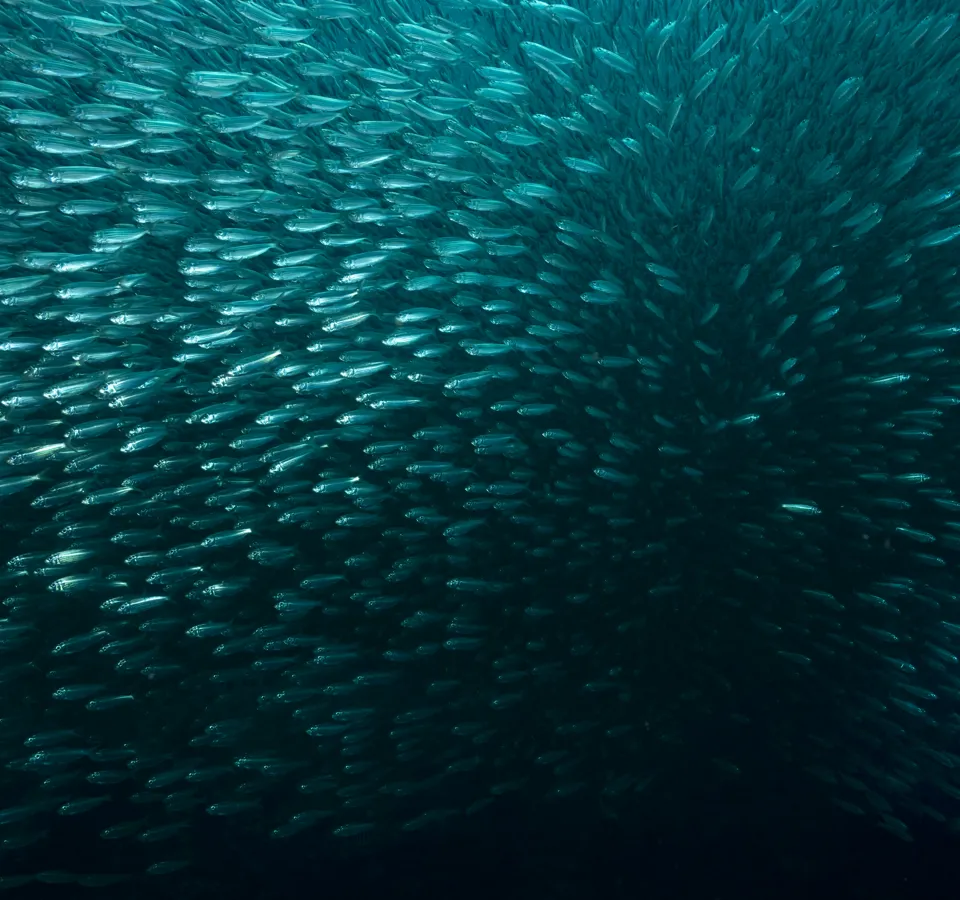 A dense school of small fish underwater.