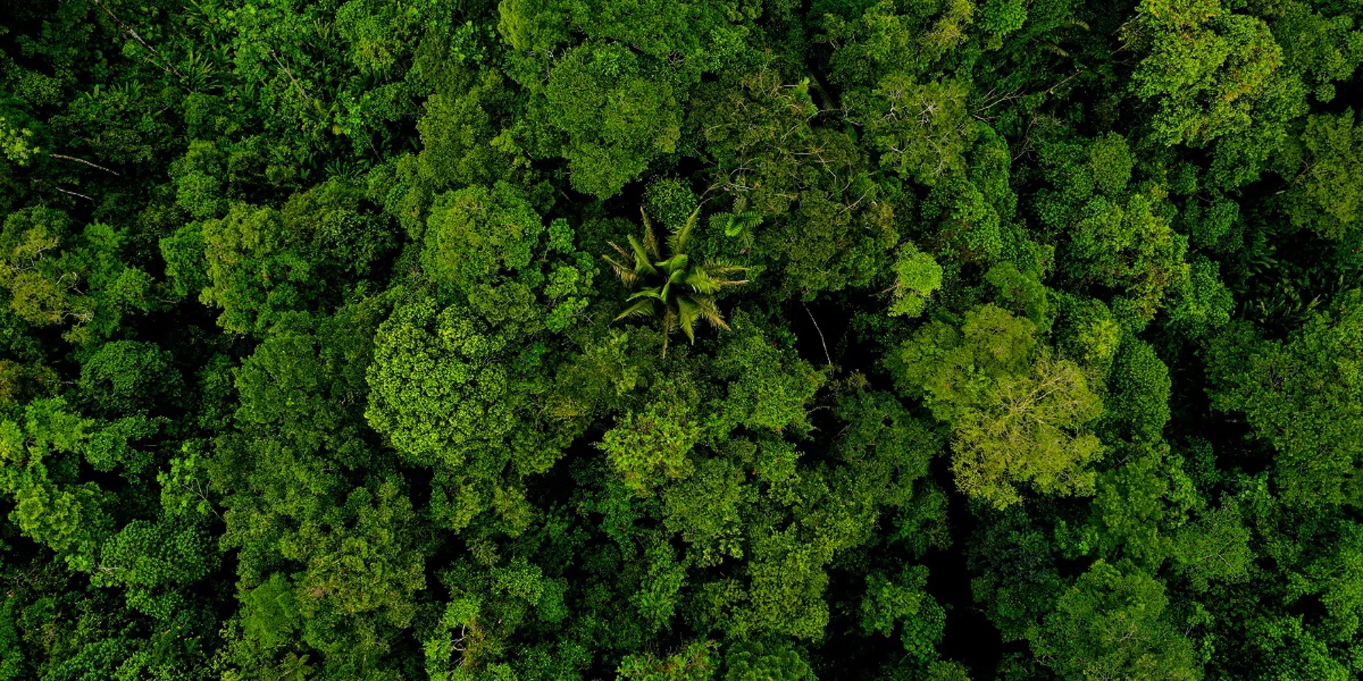 Rainforest tree canopy