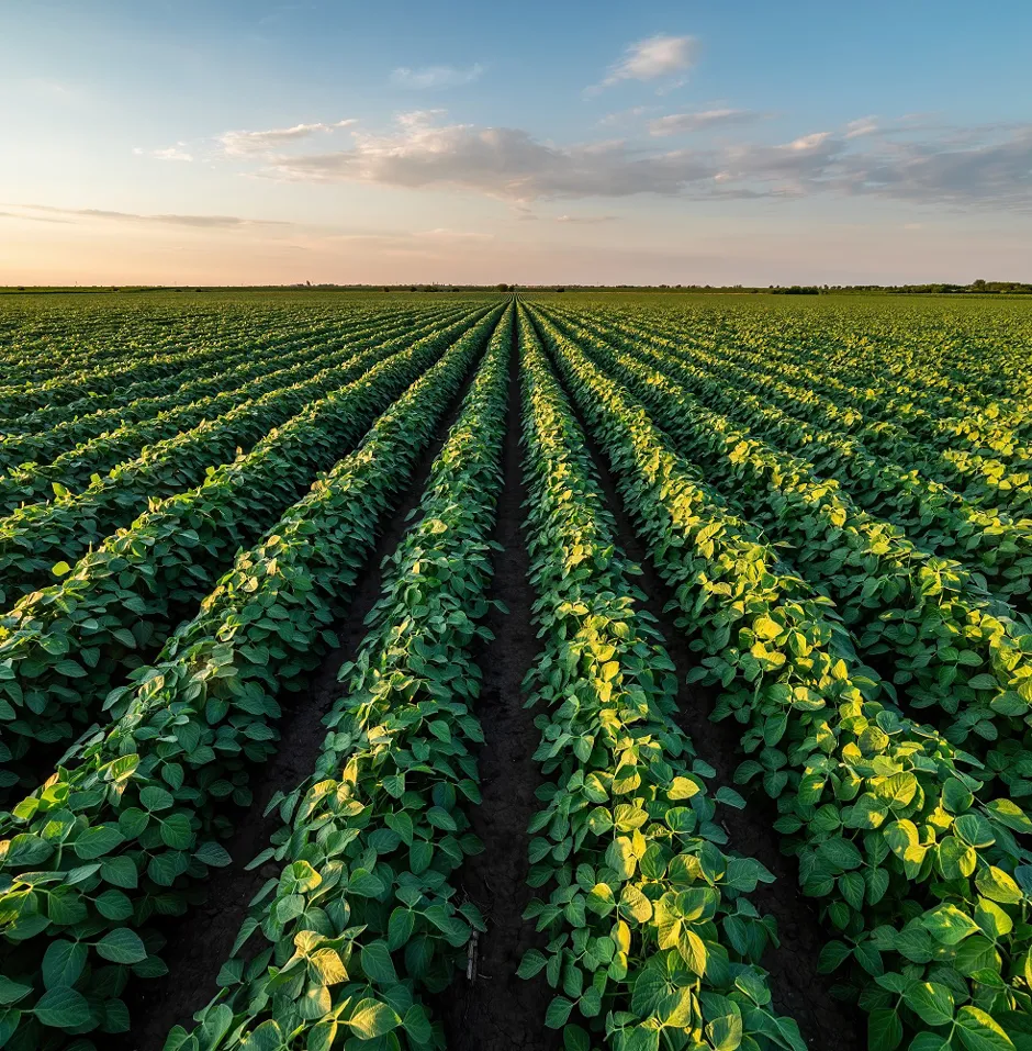 Vast agricultural field with straight rows of green plants under a partly cloudy sky.