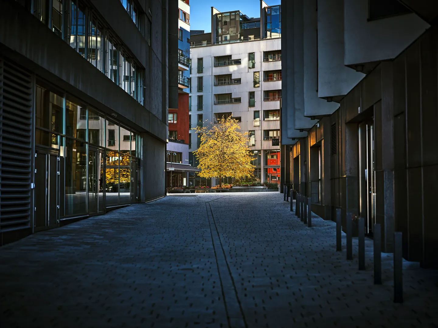 Urban alleyway with yellow tree and glass facades