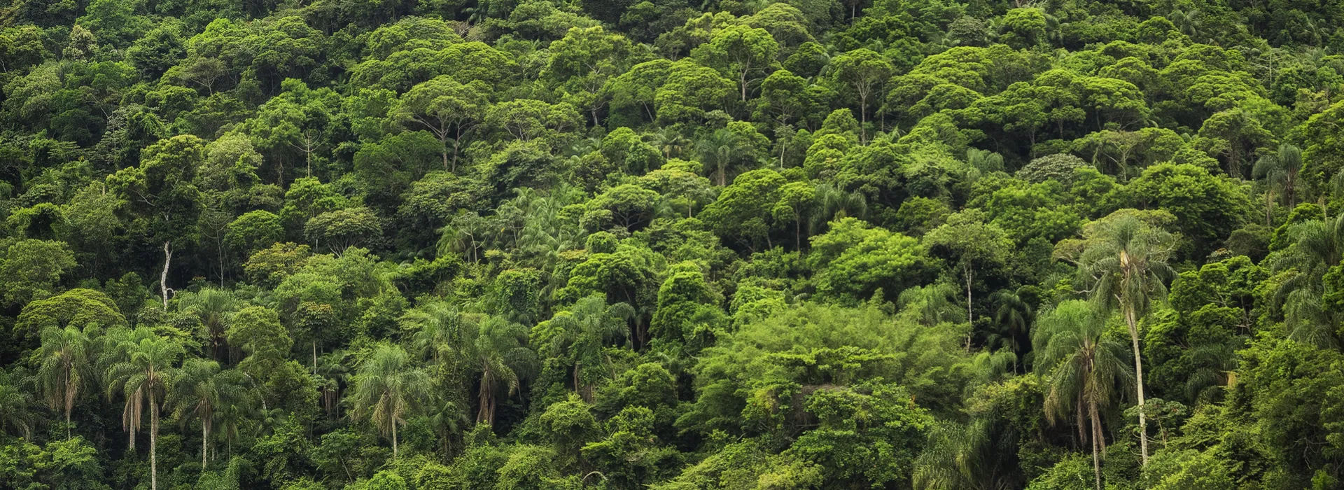 Dense tropical forest with lush green foliage