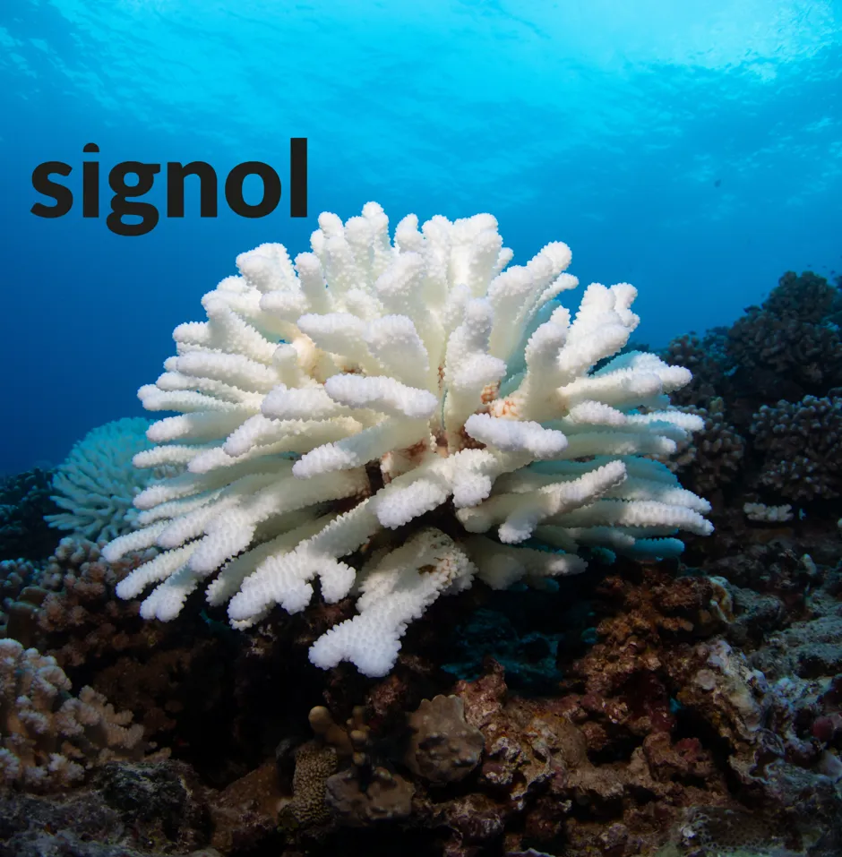 White coral structure underwater. Blue water backdrop.
